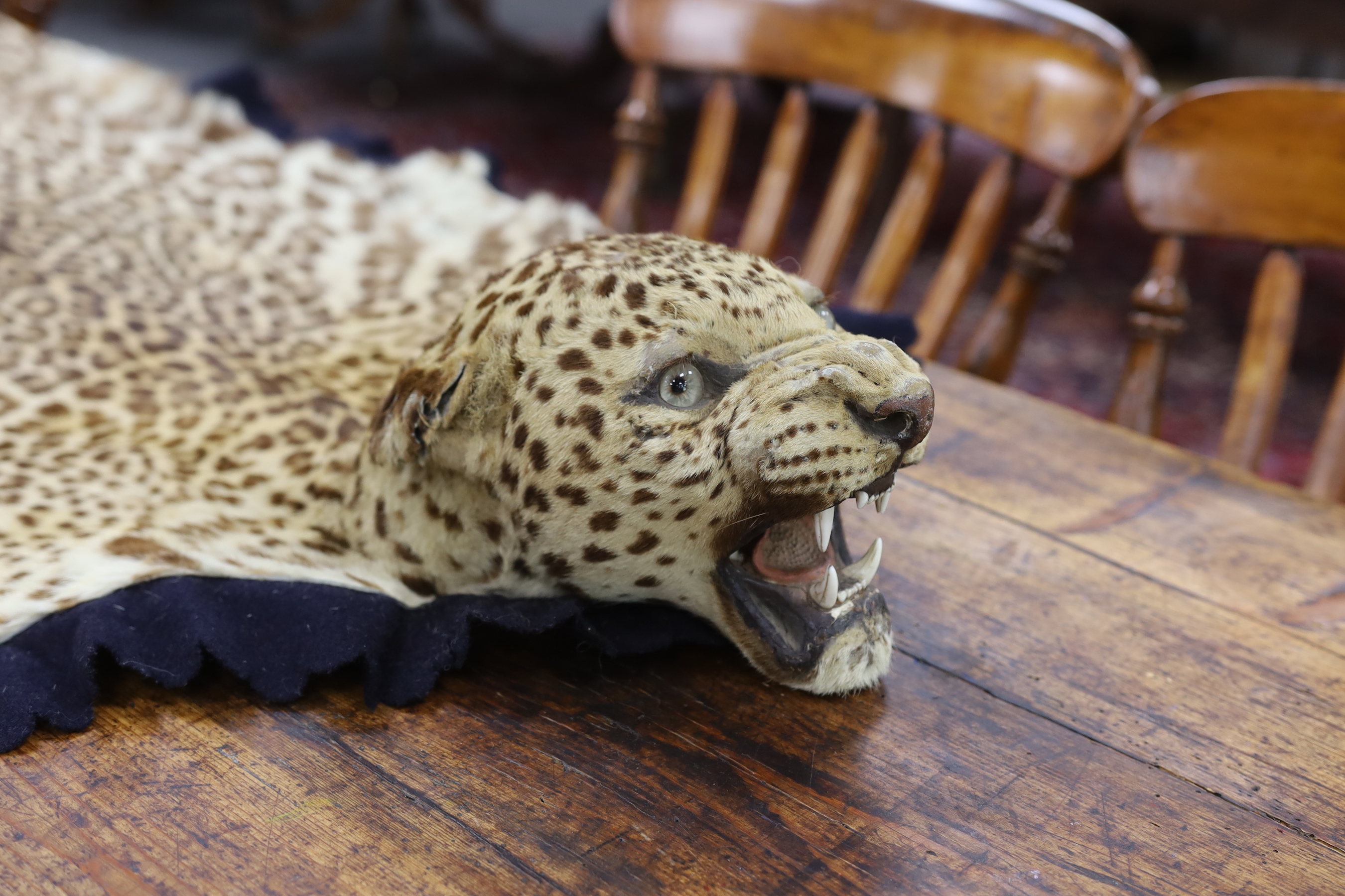 Taxidermy: Indian Leopard Skin Rug (Panthera pardus fusca), late 1930s, by Van Ingen & Van Ingen, Taxidermist's, Mysore, India, stencilled inventory no.22681, 199cm long